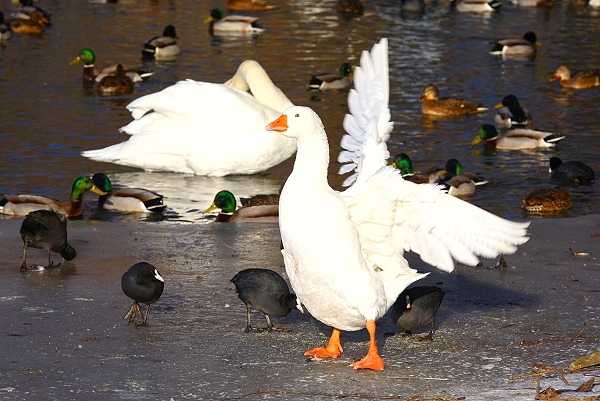Maschseeimpressionen  015.jpg